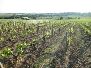 A vineyard in Sancerre