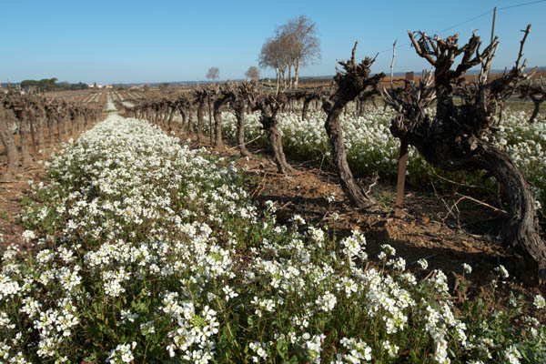 Flowers in the vineyards in Languedoc