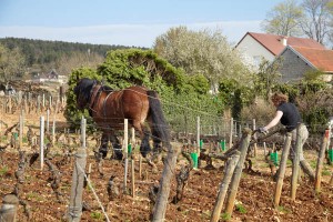 Ploughing with a horse in the vineyards in Musigny, Burgundy