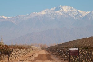 Organic vineyard in Chile