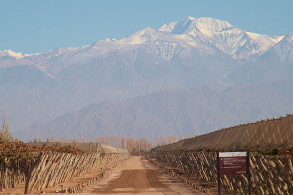 Organic vineyard in Chile