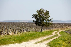 vineyard chablis