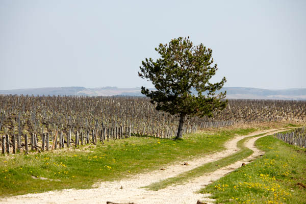 Organic vineyard in Chablis