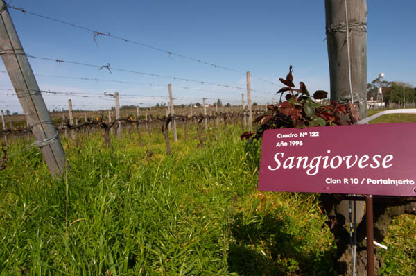 Vines pruned for winter in Cordon Royat and a sign saying it is Sangiovese grapes
