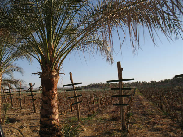 Vineyards in the Sahara, Egypt