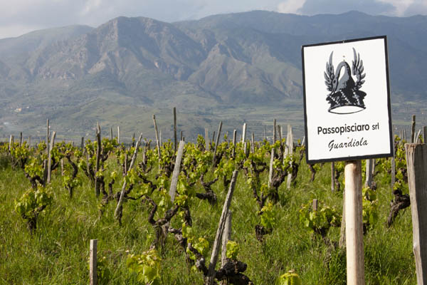 Vineyards on the slopes of the Etna volcano