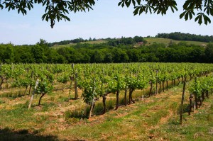 vineyards in spring