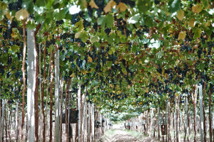 vineyards mendoza