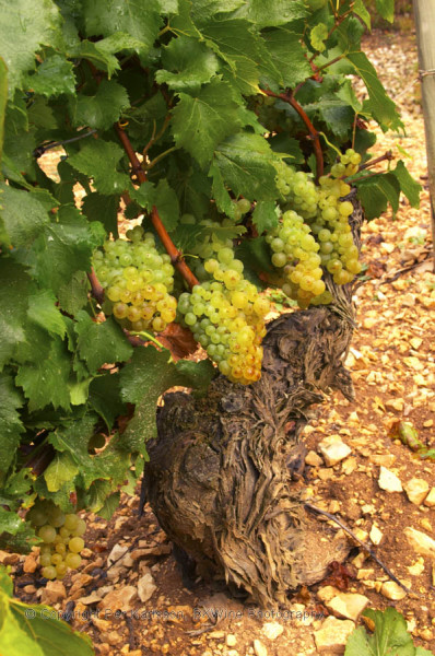 Almost ripe chardonnay grapes in Chablis