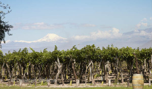 mendoza vineyard