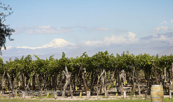 A vineyard in Mendoza with the Andes mountains