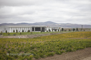 Kavaklidere winery and vineyards in Cappadocia, Turkey