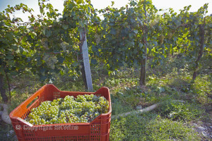 white wine harvest