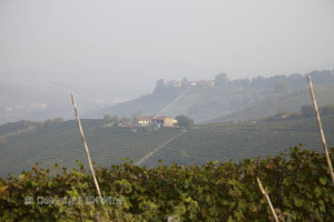 barolo landscape