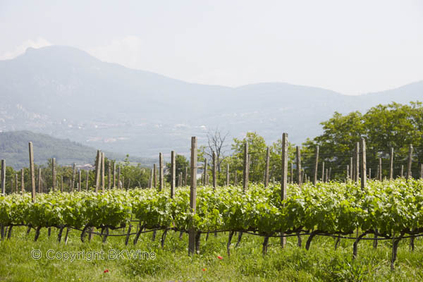 Vineyards in Bardolino