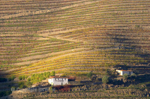 douro vineyards