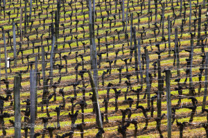 Vineyard in winter time