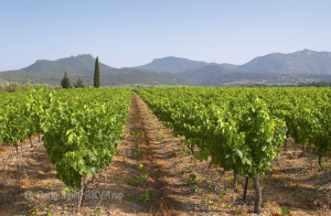 terasses du larzac vineyard