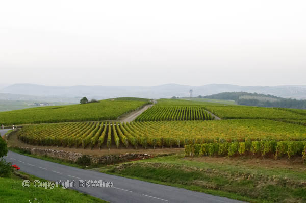 Vineyard, Pouilly Fuisse, Macon, Burgundy