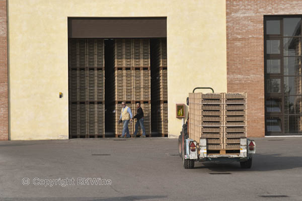 Grapes delivered to the drying room