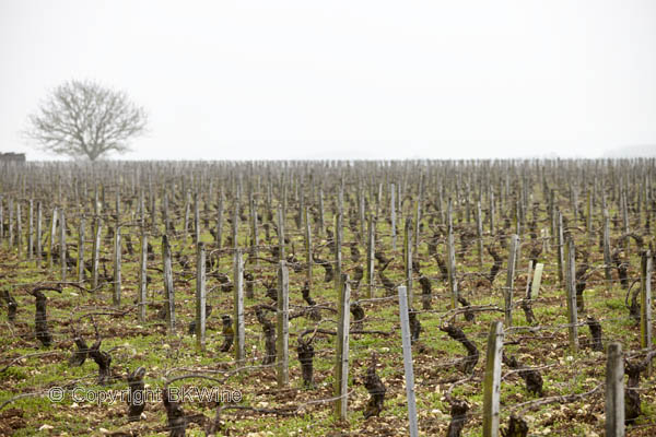 Clotilde Davenne's vineyards in Chablis