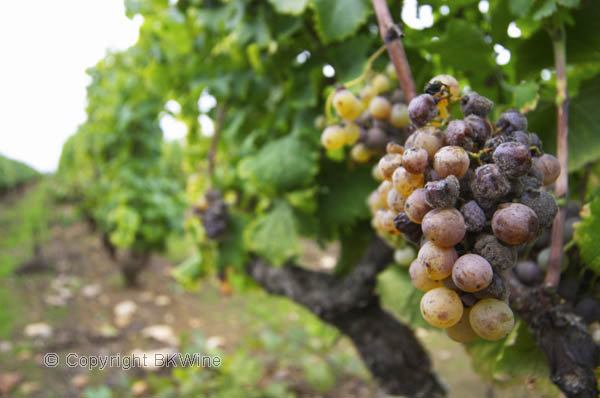 Bunches of ripe grapes, noble rot, Sauternes