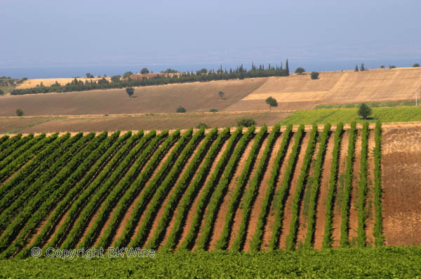 Vineyards, Domaine Gerovassiliou, Macedonia, Greece