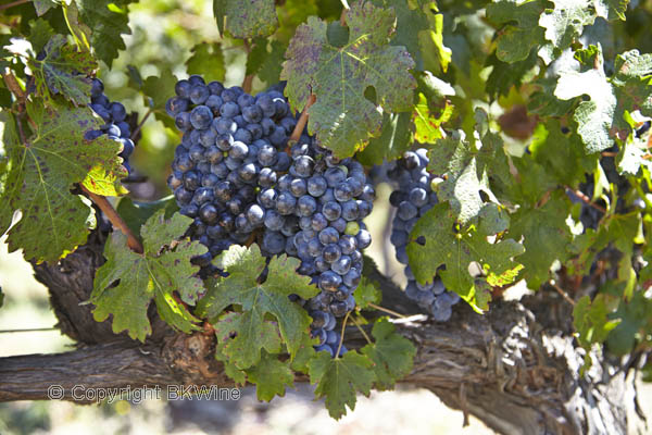 Cabernet sauvignon at Boekenhoutskloof