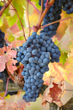 ripe tempranillo grapes