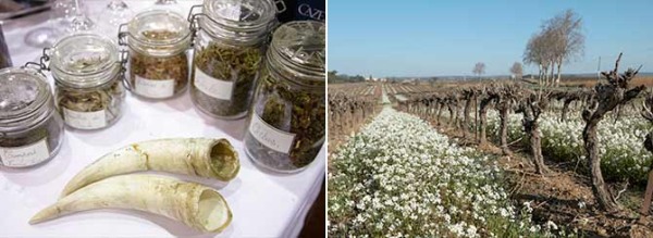 Biodynamic horns and plants and vineyard flowers