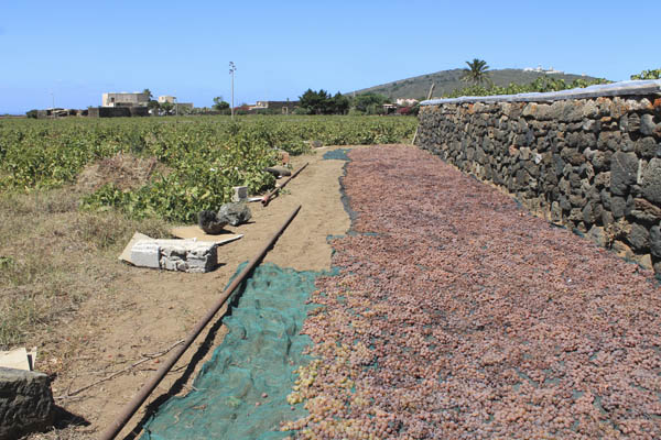 Cantina Basile drying the grapes