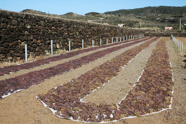 De Bartoli drying the grapes