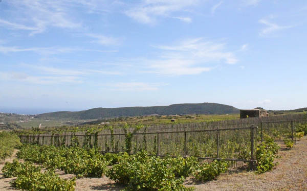 Vinyards with bamboo screens, Pantelleria