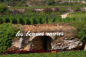 les bonnes mares burgundy