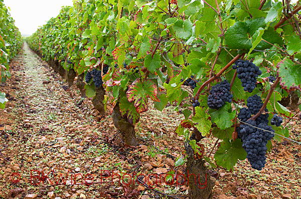 Pinot Noir in a grand cru vineyard in Corton