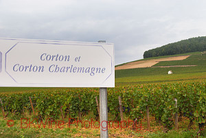 The Corton hill in Burgundy with Corton-Charlemagne