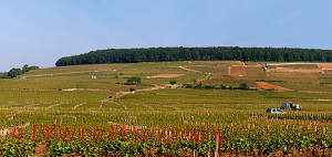 corton hill with forest