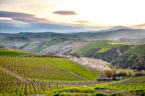 Vineyards in the lush landscape in Le Marche