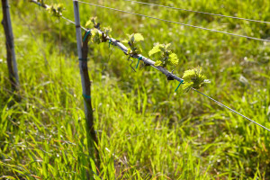 budding vine in a grass covered vineyard