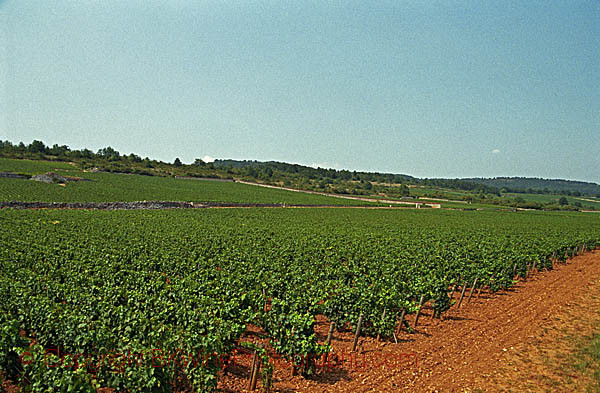 Le Montrachet vineyard in Chassagne and Puligny Montrachet, Bourgogne