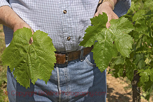 Jean-Francois Quenin showing a Malbec leaf and a Merlot leaf at Chateau de Pressac, Saint Emilion, Bordeaux