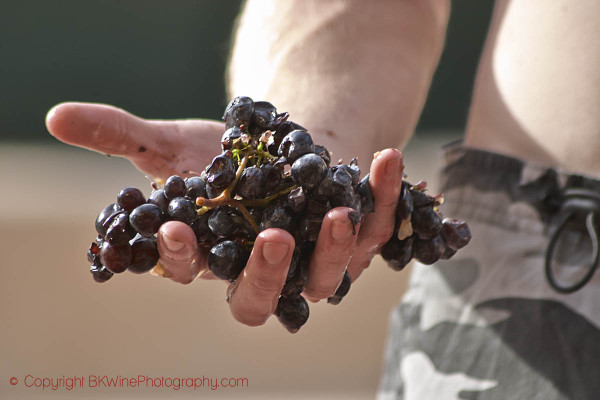 Rosé is normally made from red grapes, like these in Provence