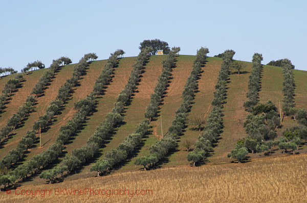 Olive grove, Alentejo, Portugal