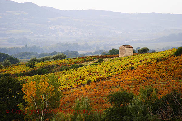 Vineyards in autumn colour, Rhone Valley