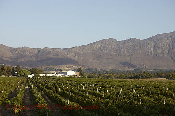 Vineyards in Franschhoek