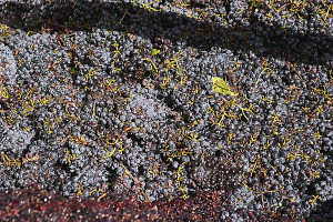 Just harvested Sangiovese at Barone Ricasoli