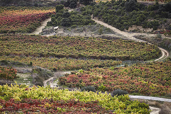 Vineyards around Bodegas Baigorri in Rioja