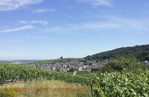 champagne landscape