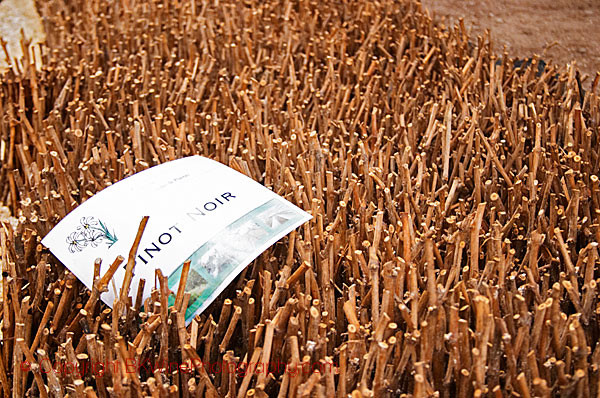 Pinot noir plants in a nursery