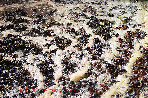 Pinot noir fermenting